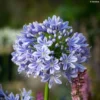 Agapanthe Full Moon -Pas Cher Fleur Plaisir Magasin Agapanthe Full Moon Agapanthus praecox subsp orientalis IF 18024 1