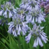 Agapanthe Celebration - Agapanthus 1 Agapanthe Celebration - Agapanthus -Pas Cher Fleur Plaisir Magasin Agapanthus Celebration 15046 1