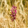 Anacamptis Sancta, Orchis Sacré - Orchidée Vivace -Pas Cher Fleur Plaisir Magasin Anacamptis sancta Orchis sacre Orchidee vivace copyright 18954 1