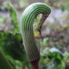 Arisaema Galeatum - Plante Cobra 2 Arisaema Galeatum - Plante Cobra -Pas Cher Fleur Plaisir Magasin Arisaema galeatum 4180 1