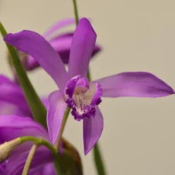 Bletilla Striata Soryu Blue Dragon - Orchidée Jacinthe Bleue