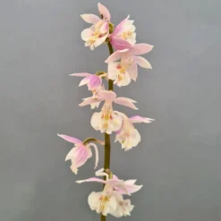 Calanthe Pink & Cream - Orchidée Vivace