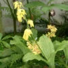 Calanthe Sieboldii - Orchidée De Jardin Jaune -Pas Cher Fleur Plaisir Magasin Calanthe sieboldii 80357 1