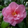 Camélia Donation - Camellia (x) Williamsii
