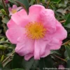 Camélia D'automne - Camellia Sasanqua Plantation Pink -Pas Cher Fleur Plaisir Magasin Camelia Plantation Pink 7985 1
