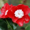 Camélia Bokuhan - Camellia Japonica -Pas Cher Fleur Plaisir Magasin Camellia Bokuhan Arbustes 85266 1