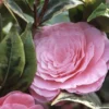 Camélia Classique - Camellia Kerguelen -Pas Cher Fleur Plaisir Magasin Camellia Kerguelen 781711 1