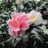 Camélia Lady Vansittart - Camellia Japonica -Pas Cher Fleur Plaisir Magasin Camellia Lady Vansittart 85271 1