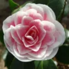 Camélia Classique - Camellia Look Away -Pas Cher Fleur Plaisir Magasin Camellia Look Away copyright 7817121 1
