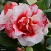Camélia Midnight Variegated - Camellia Japonica -Pas Cher Fleur Plaisir Magasin Camellia Midnight variegated IF 16643 1