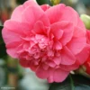 Camélia Chandleri Elegans - Camellia Japonica -Pas Cher Fleur Plaisir Magasin Camellia chandleri Elegans 85274 1