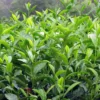Camélia Sinensis - Théier -Pas Cher Fleur Plaisir Magasin Camellia sinensis 81353 1 1