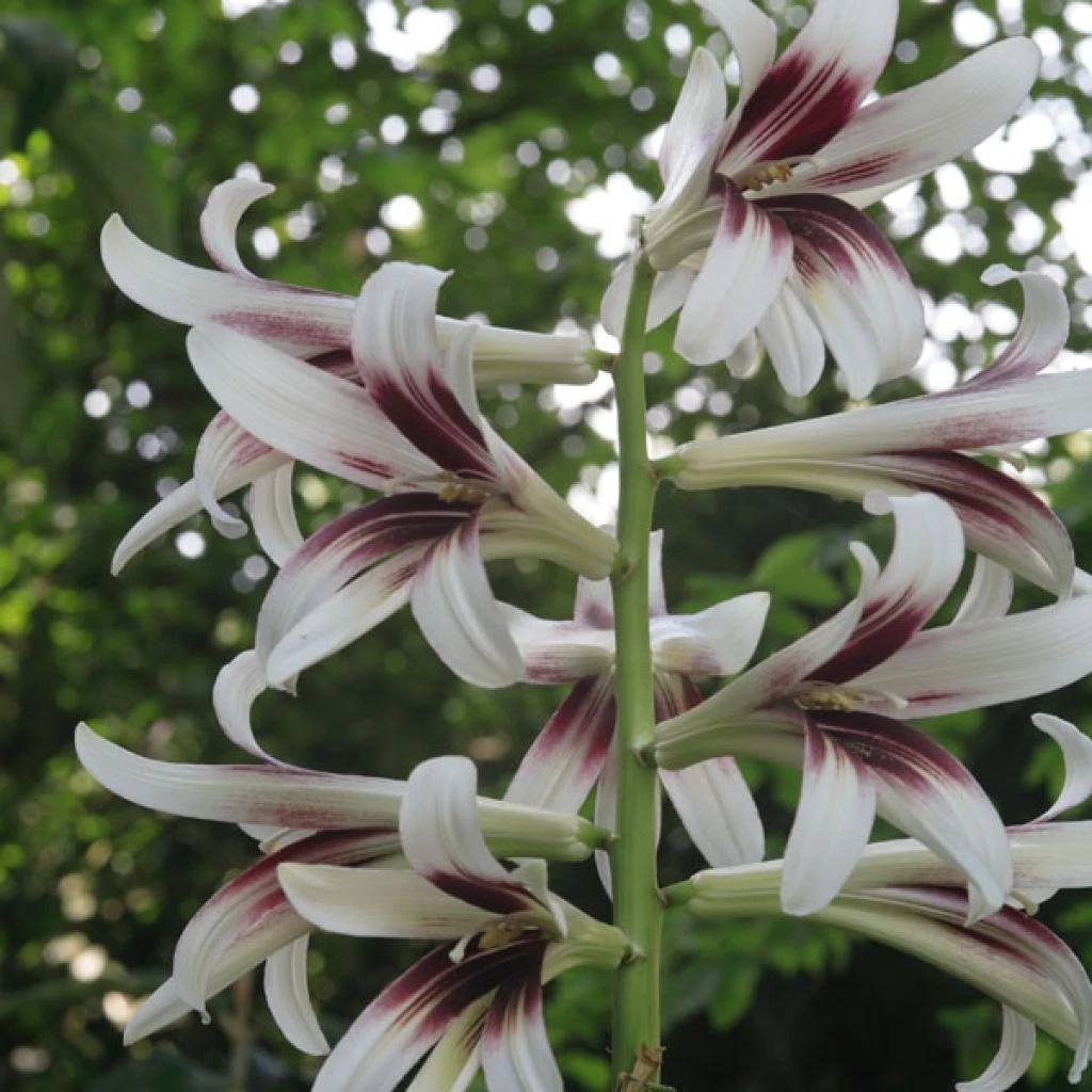 Cardiocrinum Giganteum - Lis Géant De L'Himalaya 3 Cardiocrinum Giganteum - Lis Géant De L'Himalaya