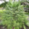 Chamaerops Humilis - Palmier Nain 1 Chamaerops Humilis - Palmier Nain -Pas Cher Fleur Plaisir Magasin Chamaerops humilis 832532 1