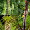 Collection 5 Eucomis 1 Collection 5 Eucomis -Pas Cher Fleur Plaisir Magasin Collection 5 Eucomis 86085 1