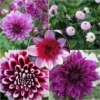 Collection Dahlias Byzantins 2 Collection Dahlias Byzantins -Pas Cher Fleur Plaisir Magasin Collection Dahlias Byzantins 83501 1
