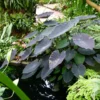 Colocasia Black Magic - Oreille D'Eléphant -Pas Cher Fleur Plaisir Magasin Colocasia Black magic 83271 1