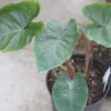 Colocasia Hawaiian Punch - Taro -Pas Cher Fleur Plaisir Magasin Colocasia Hawaiian Punch 15053 1