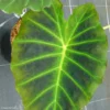 Colocasia Imperial Gigante - Oreille D'Eléphant -Pas Cher Fleur Plaisir Magasin Colocasia Imperial Gigante 83273 1