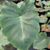 Colocasia Jack's Giant - Oreille D'éléphant 2 Colocasia Jack's Giant - Oreille D'éléphant -Pas Cher Fleur Plaisir Magasin Colocasia Jack s Giant Oreille d elephant 16647 1