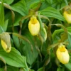 Cypripedium Kristi Lyn - Sabot De Vénus Hybride 1 Cypripedium Kristi Lyn - Sabot De Vénus Hybride -Pas Cher Fleur Plaisir Magasin Cypripedium Kristi Lyn Sabot de Venus hybride copyright 173610 1