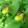 Cypripedium Calceolus - Sabot De Venus 1 Cypripedium Calceolus - Sabot De Venus -Pas Cher Fleur Plaisir Magasin Cypripedium calceolus ld urjsa 80044 1