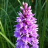 Dactylorhiza Maculata, Orchis Tacheté - Orchidée Terrestre Et Vivace -Pas Cher Fleur Plaisir Magasin Dactylorhiza maculata 8161 1