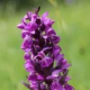 Dactylorhiza Majalis - Orchis De Mai Ou à Feuilles Larges -Pas Cher Fleur Plaisir Magasin Dactylorhiza majalis 8893 1