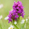 Dactylorhiza Purpurella, Orchis Pourpre - Orchidée Vivace De Jardin -Pas Cher Fleur Plaisir Magasin Dactylorhiza purpurella copyright 8163111 1
