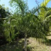 Dypsis Plumosa - Palmier Plumeux 1 Dypsis Plumosa - Palmier Plumeux -Pas Cher Fleur Plaisir Magasin Dypsis plumosa 89853 1
