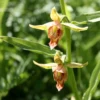 Epipactis Gigantea - Helleborine -Pas Cher Fleur Plaisir Magasin Epipactis gigantea 80426 1