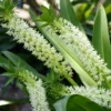 Eucomis Playa Blanca® - Eucomide 1 Eucomis Playa Blanca® - Eucomide -Pas Cher Fleur Plaisir Magasin Eucomis Playa Blanca V 4189 1
