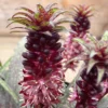 Eucomis Vandermerwei - Eucomide Panachée -Pas Cher Fleur Plaisir Magasin Eucomis vandermerwei 4176 1