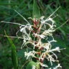 Hedychium Villosum Var. Tenuiflorum - Gingembre D'ornement -Pas Cher Fleur Plaisir Magasin Hedychium villosum Tenuiflorum Gingembre d ornement V 18037 1