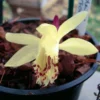 Pleione Forrestii -Pas Cher Fleur Plaisir Magasin Pleione forestii 1178 1