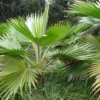 Pritchardia Hillebrandii - Palmier D'Hawaï -Pas Cher Fleur Plaisir Magasin Pritchardia hillebrandii 89926 1