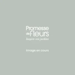 Rosier à Fleurs Groupées Favorite - Pot De 4L/5L