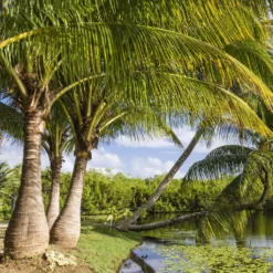 Ravenea Rivularis - Palmier Majestueux Ou Ravénéa Des Berges