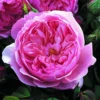 Rosier David Austin The Alnwick Rose -Pas Cher Fleur Plaisir Magasin Rosier David Austin The Alnwick Rose en racines nues 84568 1