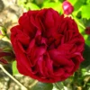 Rosier Grimpant Red Eden Rose -Pas Cher Fleur Plaisir Magasin Rosier Grimpant a grandes fleurs Red Eden Rose EricTabarly 71279 1