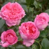 Rosier à Grandes Fleurs La Rose De Molinard -Pas Cher Fleur Plaisir Magasin Rosier La Rose de Molinard delgrarose 847172 1