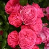 Rosier Patio Rose Moin Moin -Pas Cher Fleur Plaisir Magasin Rosier PATIO ROSE Moin Moin 888980 1