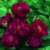 Rosier Ancien Tuscany Superb -Pas Cher Fleur Plaisir Magasin Rosier ancien Tuscany 66559 1