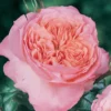 Rosier Anglais English Legend Rose De Cornouaille -Pas Cher Fleur Plaisir Magasin Rosier anglais English Legend Rose de Cornouaille source Chastel pepiniere 15422 1