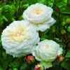 Rosier David Austin Tranquillity -Pas Cher Fleur Plaisir Magasin Rosier anglais Tranquility 66558 1
