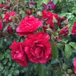 Rosier Couvre-sol Rigo Rotilia