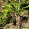 Palmier De Chine - Trachycarpus Fortunei -Pas Cher Fleur Plaisir Magasin Trachycarpus fortunei copyright 95262 1