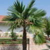 Trachycarpus Latisectus - Palmier Windamere -Pas Cher Fleur Plaisir Magasin Trachycarpus latisectus 89964 1