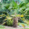 Trachycarpus Wagnerianus - Palmier Miniature -Pas Cher Fleur Plaisir Magasin Trachycarpus wagnerianus 82233 P