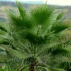 Washingtonia Robusta - Palmier Du Mexique -Pas Cher Fleur Plaisir Magasin Washingtonia robusta 82235 1